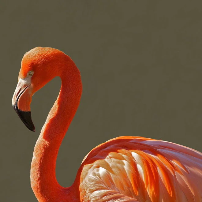 tablou canvas Flamingo NBR 003