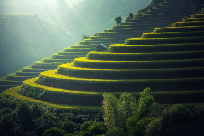 tablou canvas Little house on a rice paddy field NLS 015 1