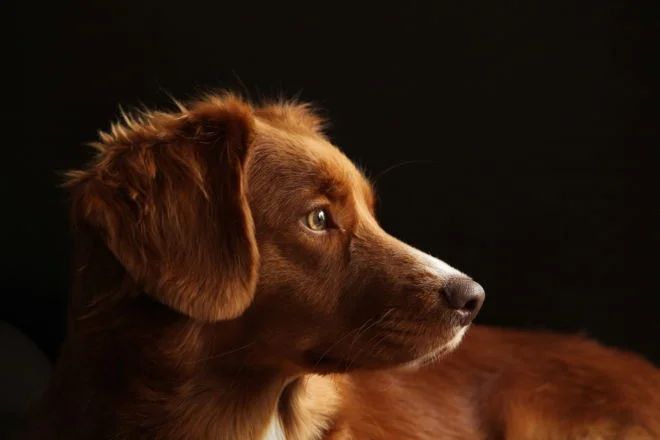 tablou canvas Nova Scotia duck tolling retriever NWA 025 1