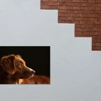 tablou canvas Nova Scotia duck tolling retriever NWA 025 mockup 2 1