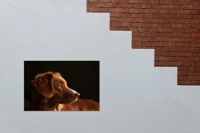 tablou canvas Nova Scotia duck tolling retriever NWA 025 mockup 2 1