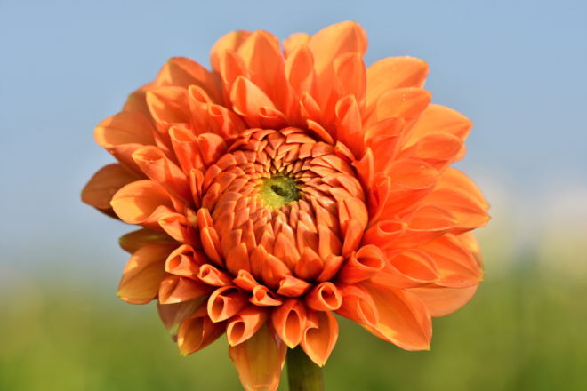 tablou canvas Orange dahlia NFL 017 1