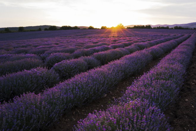 tablou canvas Sunset over lavender field NFL 014 1