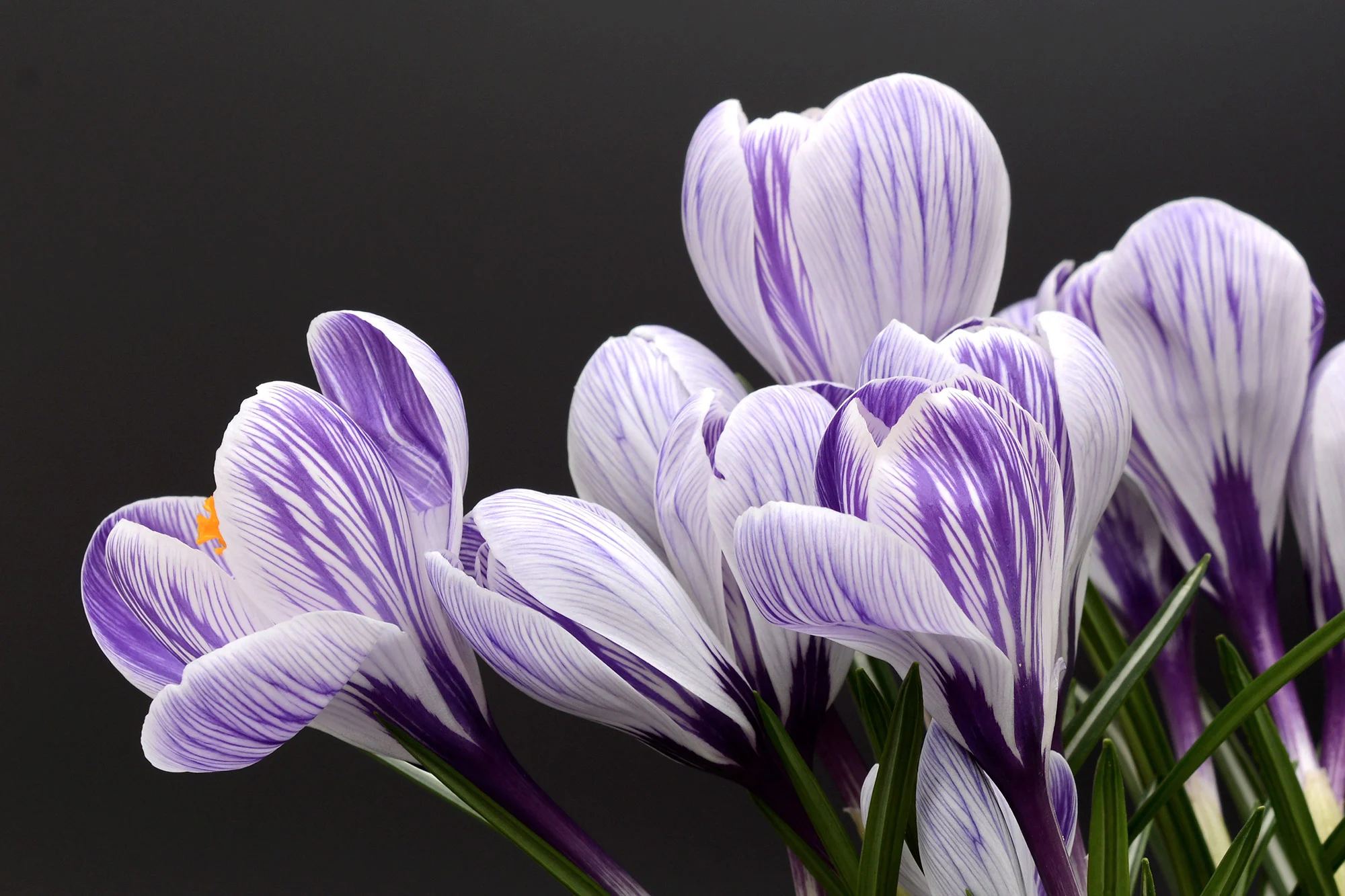 tablou canvas branduse alb violet NLF 027 1